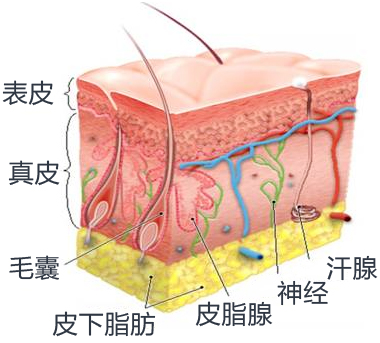 副乳切除皮肤切开法